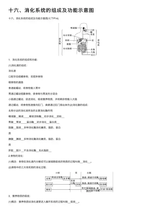 十六、消化系统的组成及功能示意图