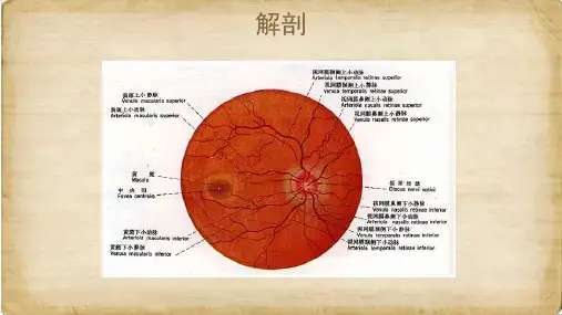 眼底病图谱PPT课件