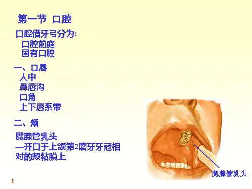 基础医学-消化系统幻灯片(1)