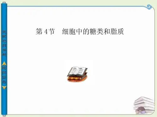 生物必修一  第二章第4节