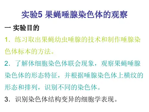 果蝇唾液腺染色体观察