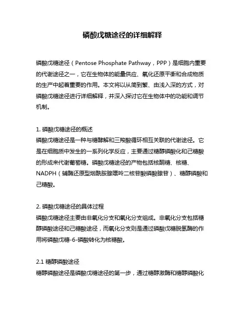 磷酸戊糖途径的详细解释