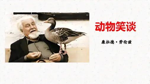 《动物笑谈》ppt课件