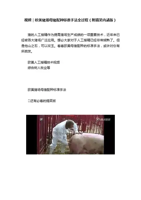 视频｜欧美猪场母猪配种标准手法全过程（附搞笑内涵版）