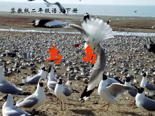 鸟岛》PPT课件1