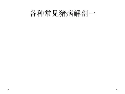 各种常见猪病解剖一
