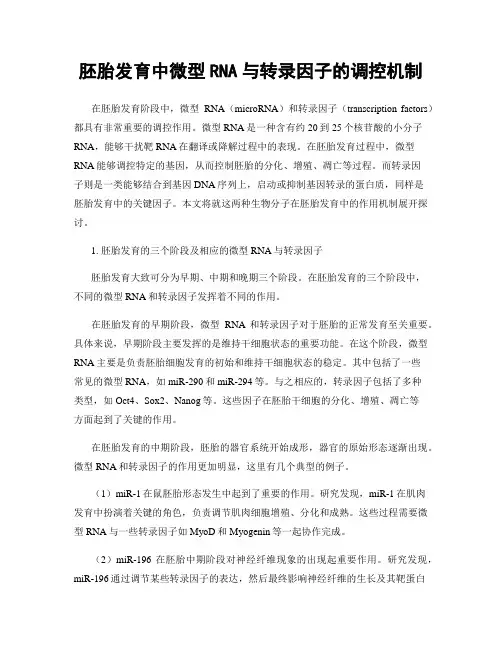 胚胎发育中微型RNA与转录因子的调控机制