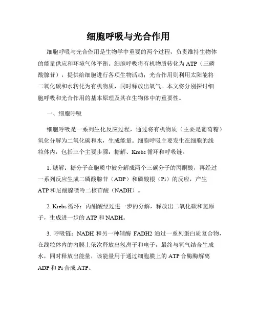 细胞呼吸与光合作用