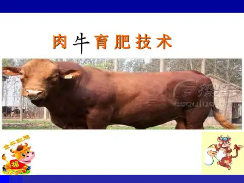 肉 牛 育 肥 技 术