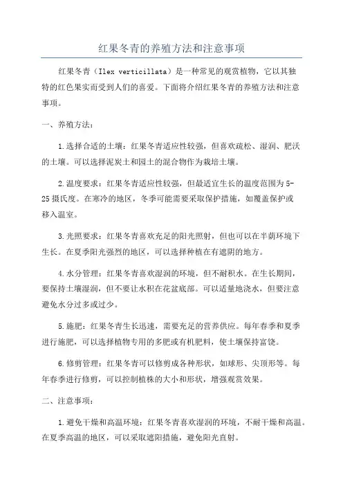 红果冬青的养殖方法和注意事项