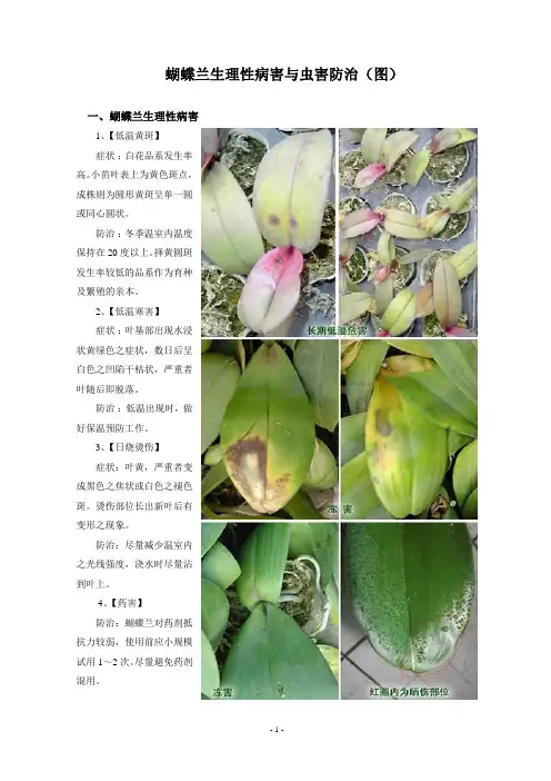 蝴蝶兰生理性病害与虫害防治(图)