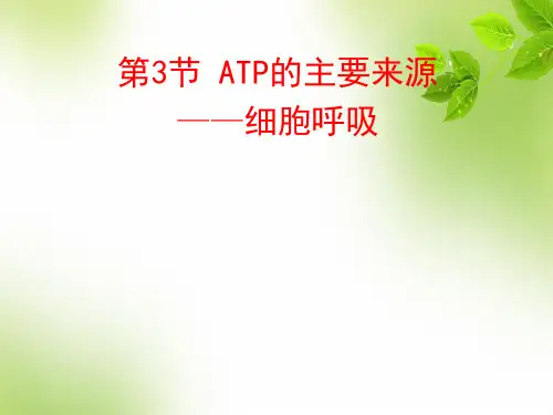 呼吸作用课件 PPT