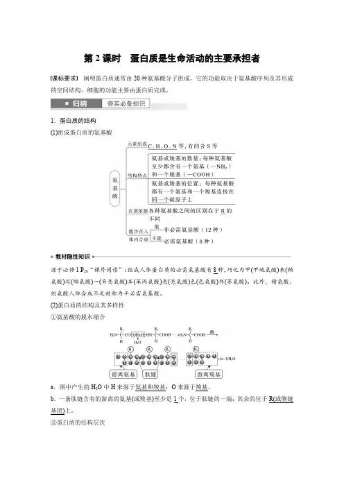 2024届高考一轮复习生物教案(苏教版)：蛋白质是生命活动的主要承担者