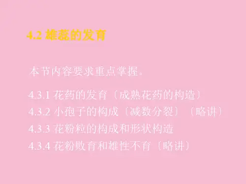 植物学教学资料-第三—四节 雄蕊、雌蕊的发育ppt课件