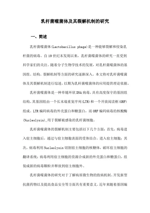 乳杆菌噬菌体及其裂解机制的研究
