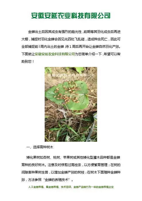 大棚养殖金蝉