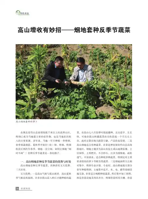 高山增收有妙招——烟地套种反季节蔬菜