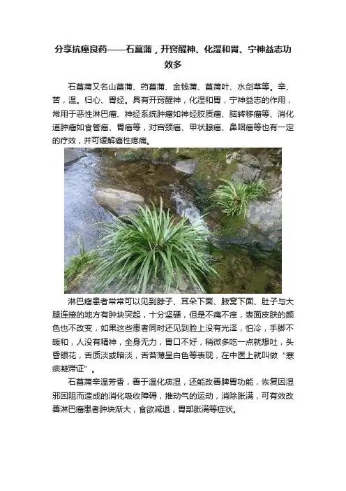 分享抗癌良药——石菖蒲，开窍醒神、化湿和胃、宁神益志功效多