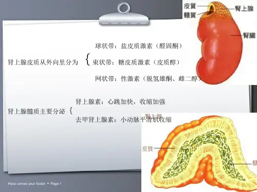 常见肾上腺肿瘤的ct诊断与鉴别诊断ppt课件