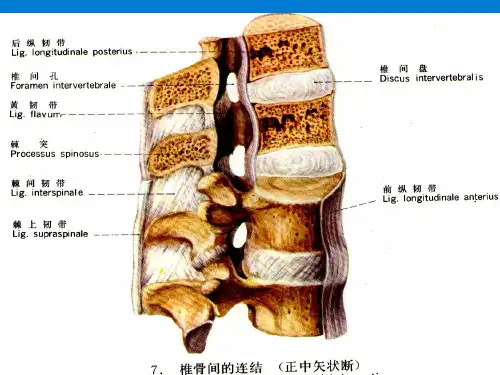 腰椎影像解剖学知识