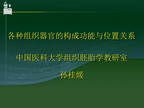 第三章结缔组织