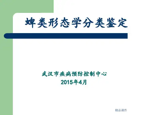 蜱类形态学分类鉴定ppt课件
