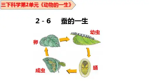 教科版(2017秋)三年级下册科学2,6蚕的一生(课件12张PPT)