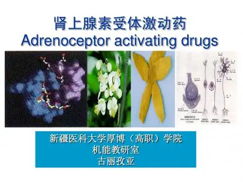肾上腺素受体激动药