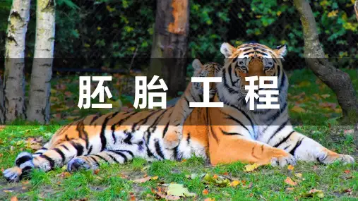 【高中生物】胚胎工程课件 2022-2023学年高二下学期生物人教版(2019)选择性必修3
