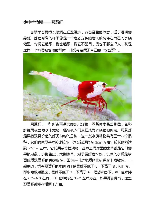 水中维纳斯——观赏虾