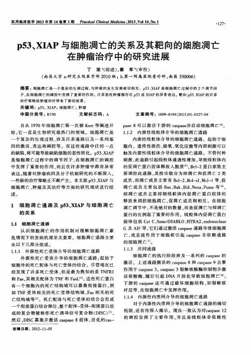 p53、XIAP与细胞凋亡的关系及其靶向的细胞凋亡在肿瘤治疗中的研究进展