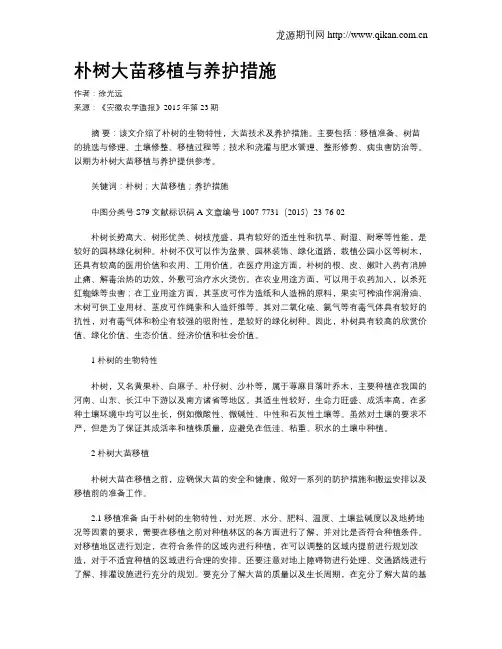 朴树大苗移植与养护措施