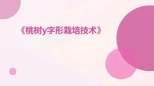桃树Y字形栽培技术