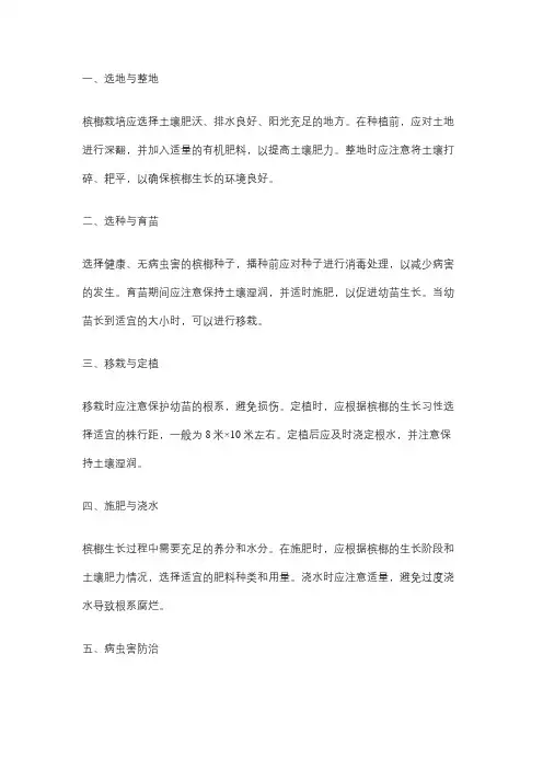 槟榔栽培管理