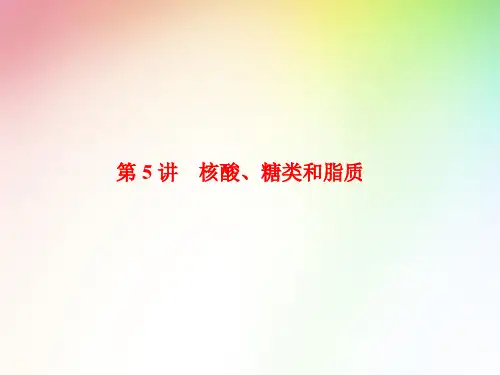 高中生物必修一  核酸、糖类和脂质