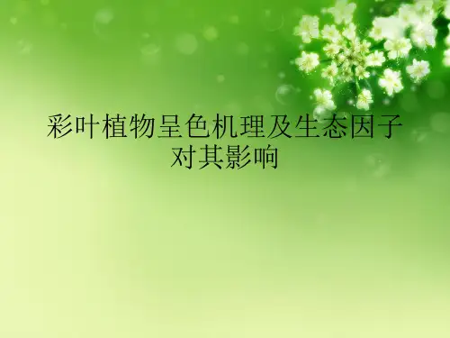 彩叶植物呈色机理及生态因子对其影响【可编辑PPT】