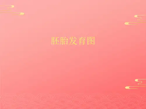 胚胎发育图2021文档PPT