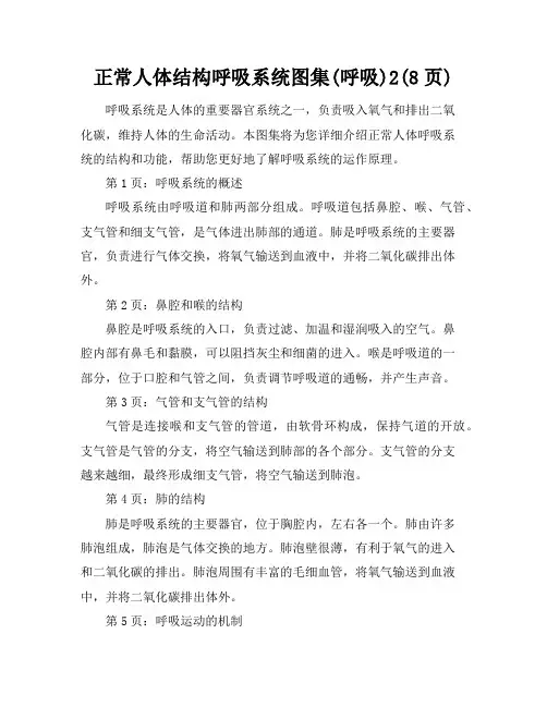 正常人体结构呼吸系统图集(呼吸)2(8页)