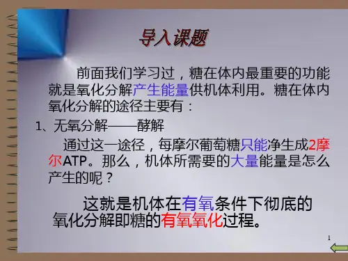 三羧酸循环及其生理意义