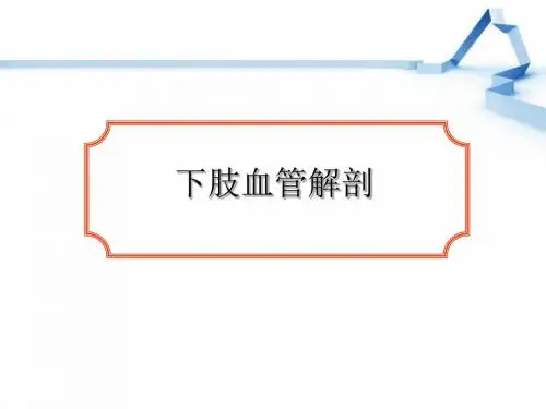 下肢血管解剖,童PPT演示课件