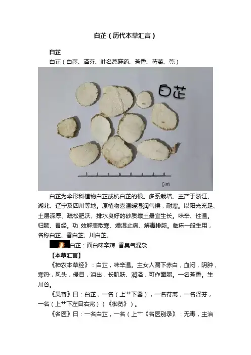 白芷（历代本草汇言）