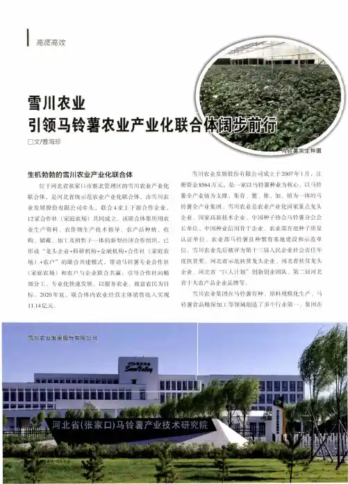 雪川农业 引领马铃薯农业产业化联合体阔步前行