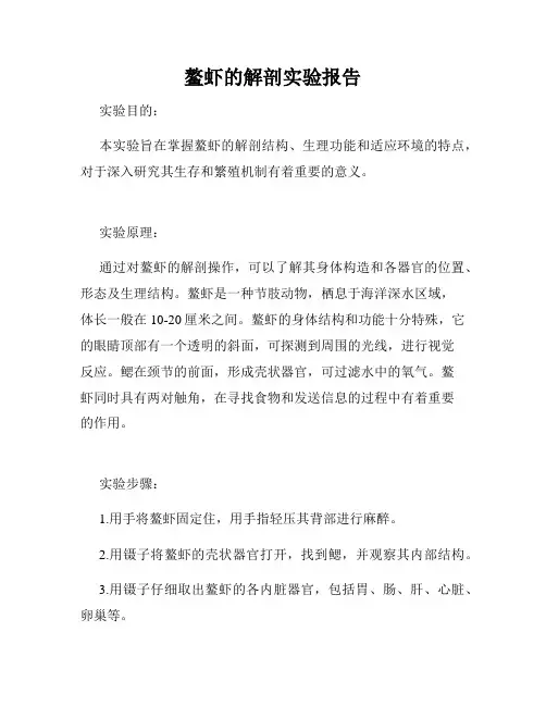 鳌虾的解剖实验报告