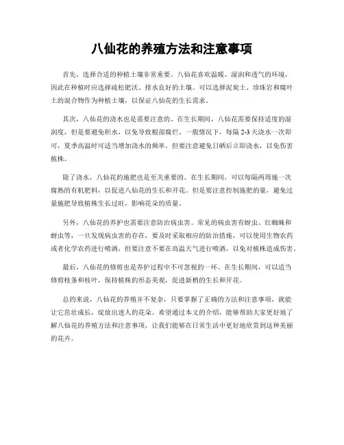 八仙花的养殖方法和注意事项