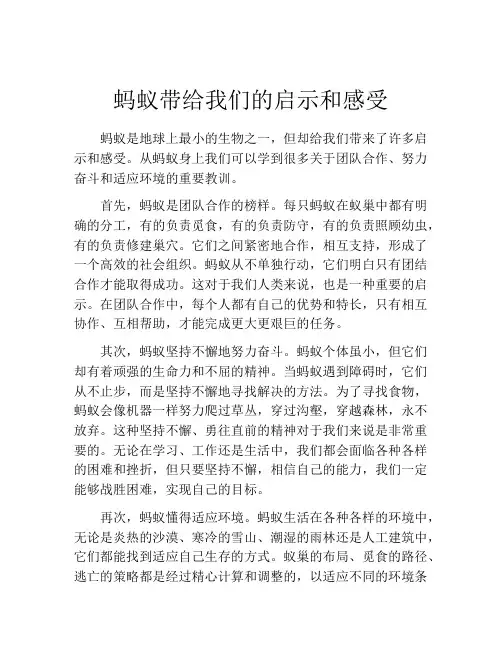蚂蚁带给我们的启示和感受