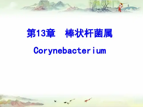 13 棒状杆菌属——【医学微生物学精品讲义】