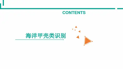 海洋甲壳类识别—甲壳类生物基础知识(海洋生物识别课件)
