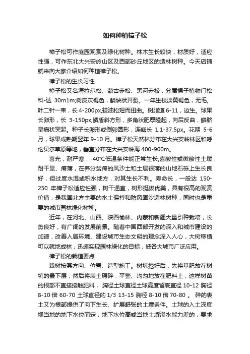 如何种植樟子松