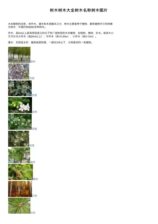树木树木大全树木名称树木图片