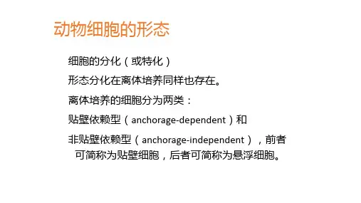 动物细胞的形态
